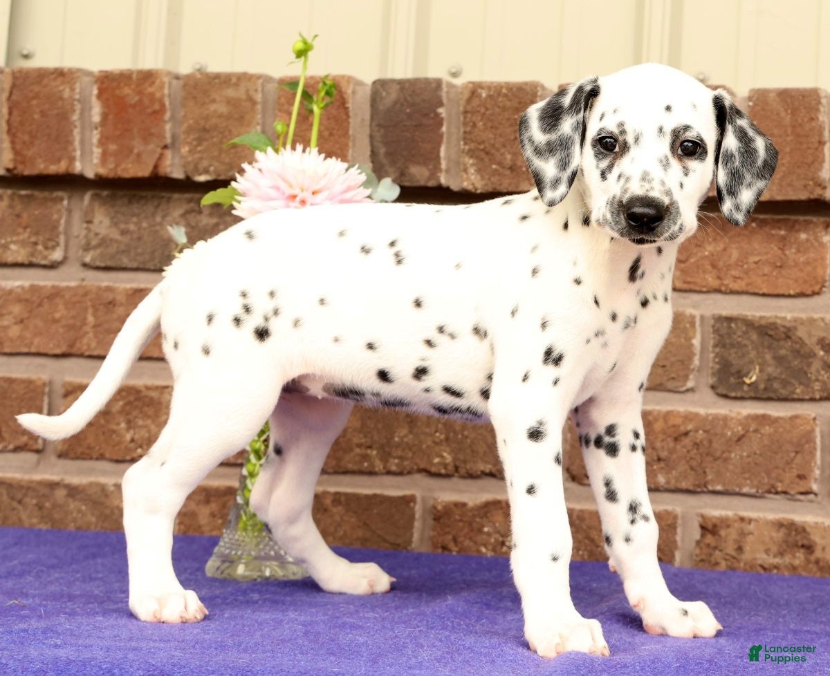 Dalmatian dogs Gina - Ad 2