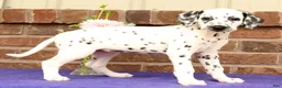 Dalmatian dogs for sale: Gina - Ad 2