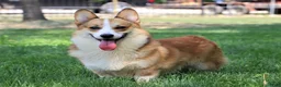 Welsh Corgi Pembroke dogs for sale: Pepper - Ad 11
