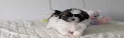 Shih Tzu dogs for sale: Ezi  - Ad 4