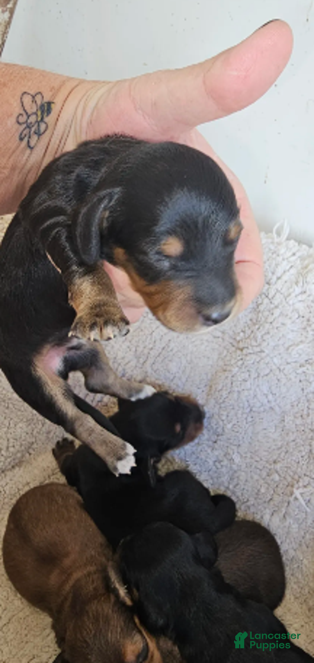 Miniature Dachshund dogs for sale: Chester-Long Haired - Ad 3