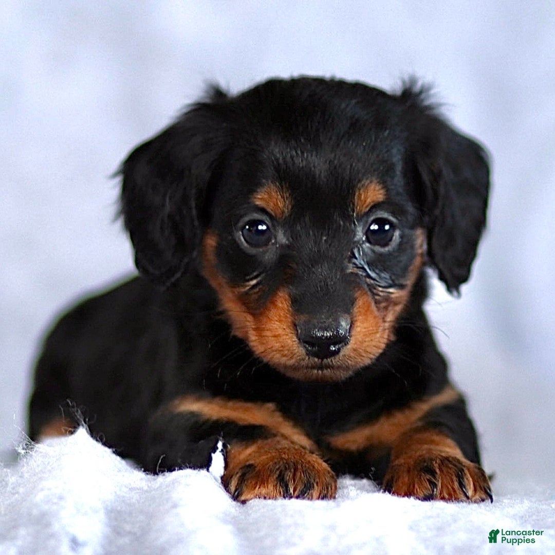 Dachshund dogs for sale: Karson - Ad 3