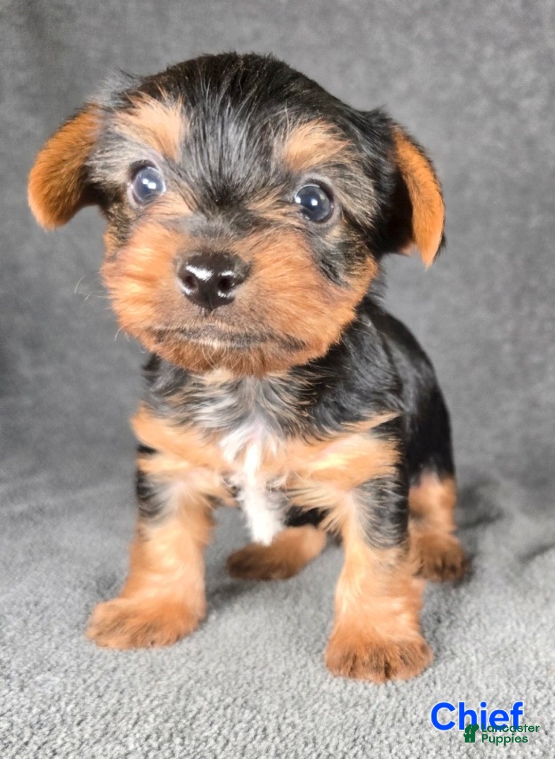 Yorkshire Terrier dogs for sale: Chief - Ad 10
