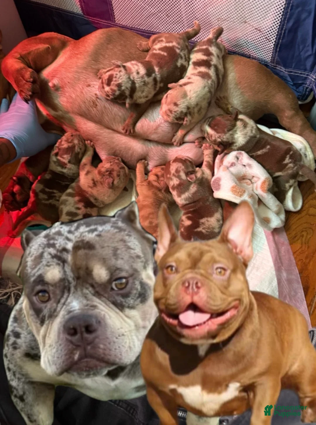 American Bully dogs for sale: American Bully Puppy 7 - Ad 2