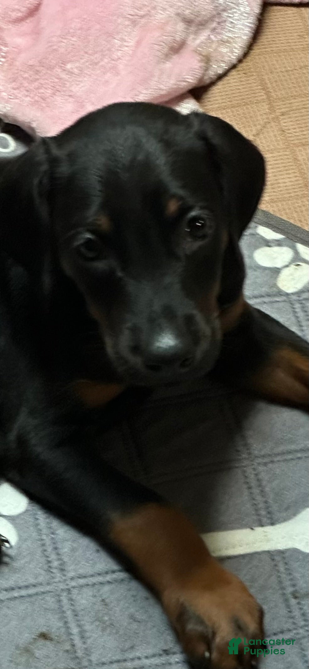 Doberman Pinscher dogs Doberman Pinscher 4 - Ad 5
