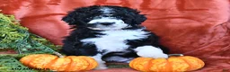 Bernedoodle dogs for sale: Bubbles  - Ad 4