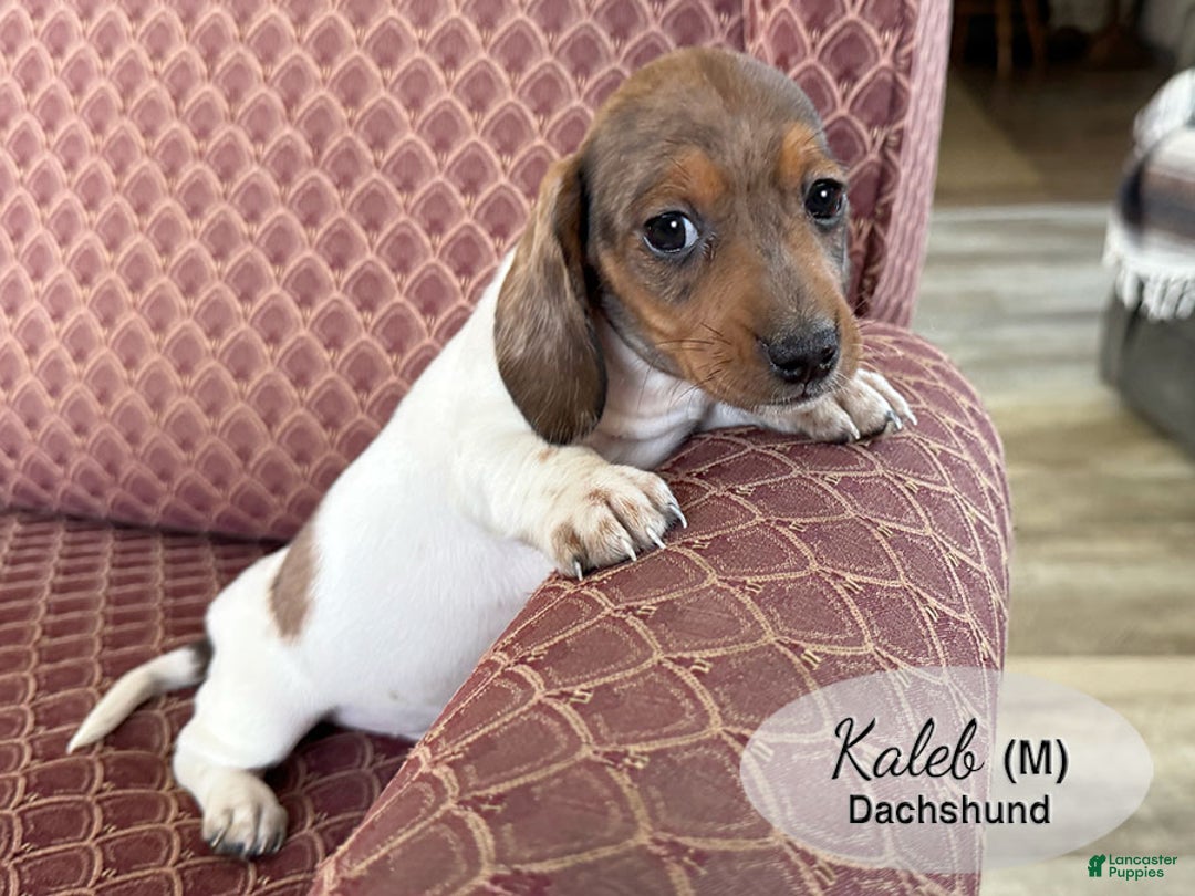 Dachshund dogs for sale: Kaleb - Ad 2