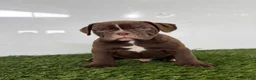 Olde English Bulldogge dogs for sale: Charlie - Ad 3
