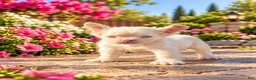 French Bulldog dogs for sale: Pink Bella - Ad 2