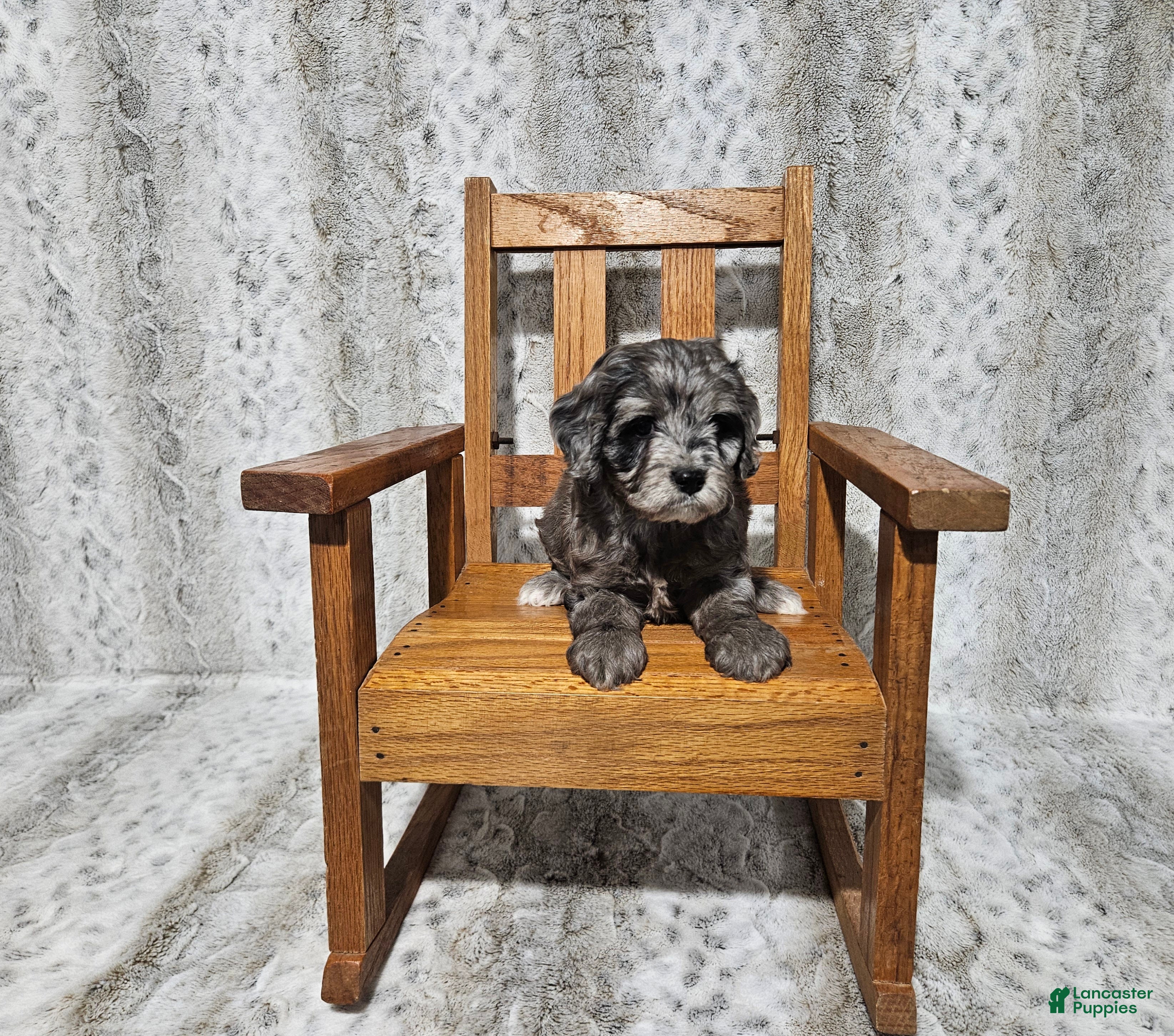 Cavapoo dogs F1 Zeus - Ad 35