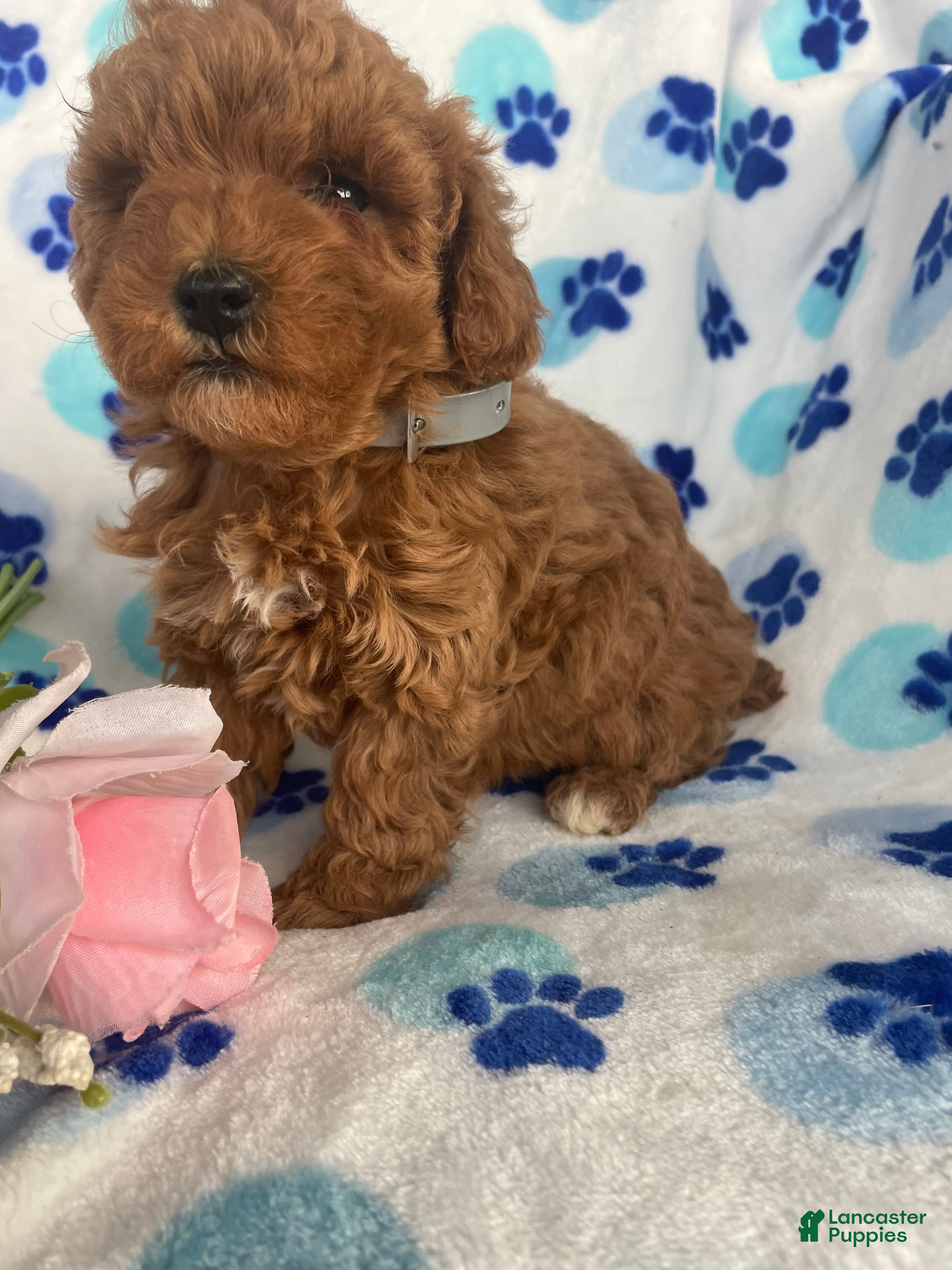 Toy Poodle dogs Fifi - Ad 39