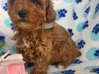 Toy Poodle dogs Fifi - Ad 39