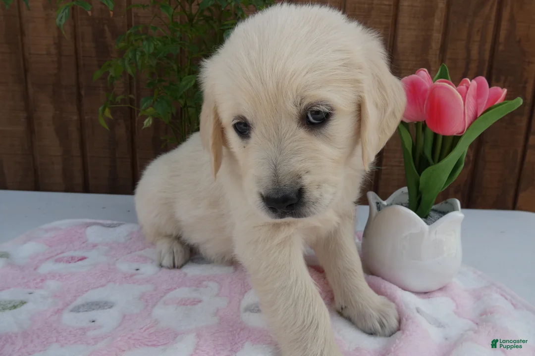 Golden Retriever dogs for sale: Golden Retriever 6 Misty - Ad 1