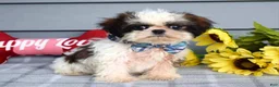 Shih Tzu dogs for sale: Cleo - Ad 5