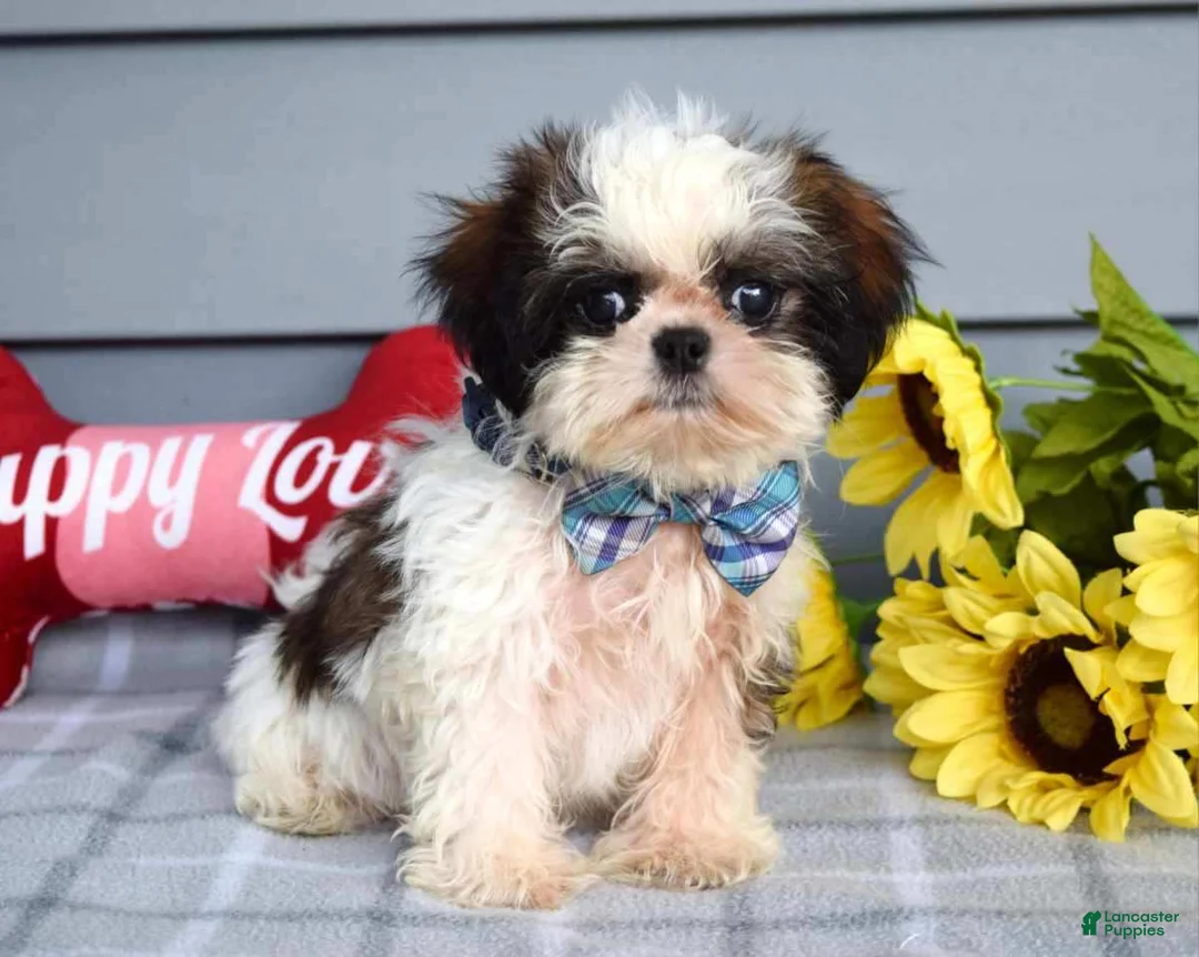 Shih Tzu dogs for sale: Cleo - Ad 5