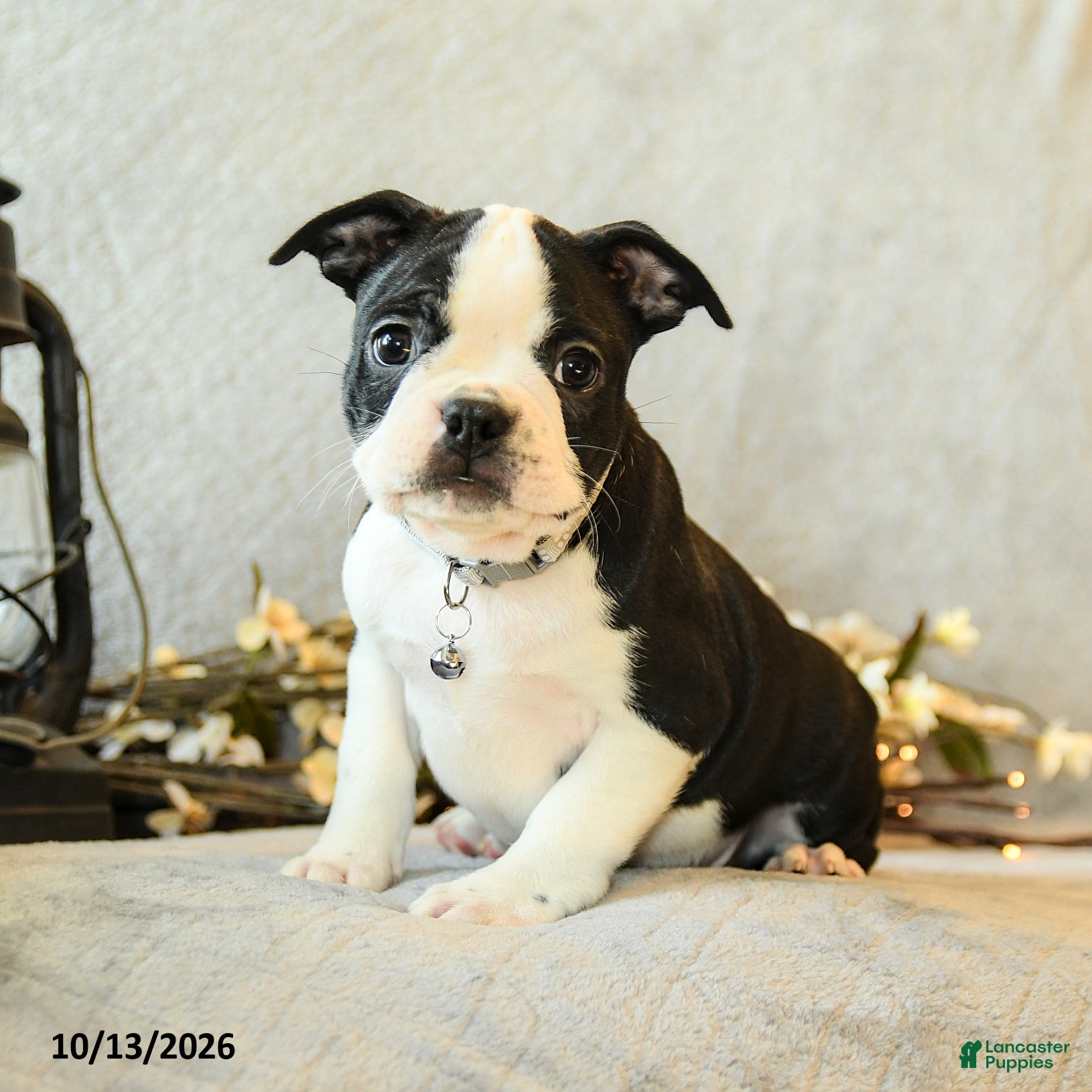 Boston Terrier dogs Latte - Ad 1