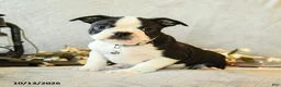 Boston Terrier dogs for sale: Latte - Ad 1