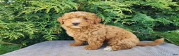 Mini Bernedoodle dogs for sale: Dallas - Ad 14