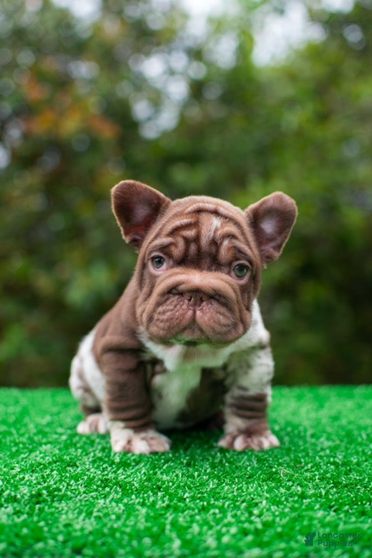 French Bulldog dogs "SKYE" - Exotic Chocolate Merle Big Rope Fluffy Carrier in LA! US Delivery! - Ad 1
