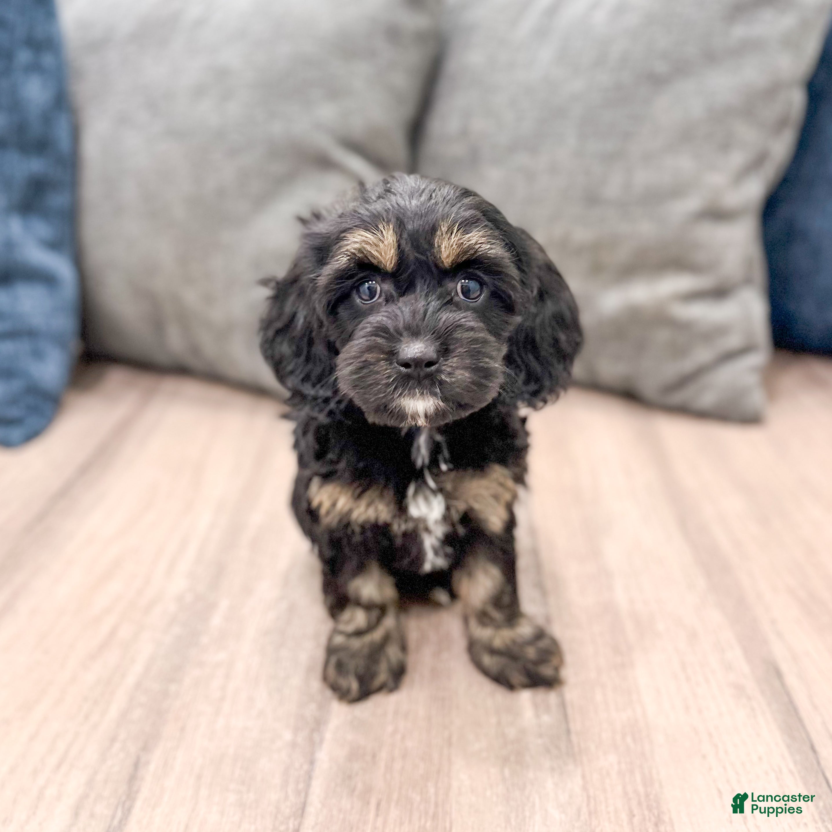 Cockapoo dogs Millie - Ad 1
