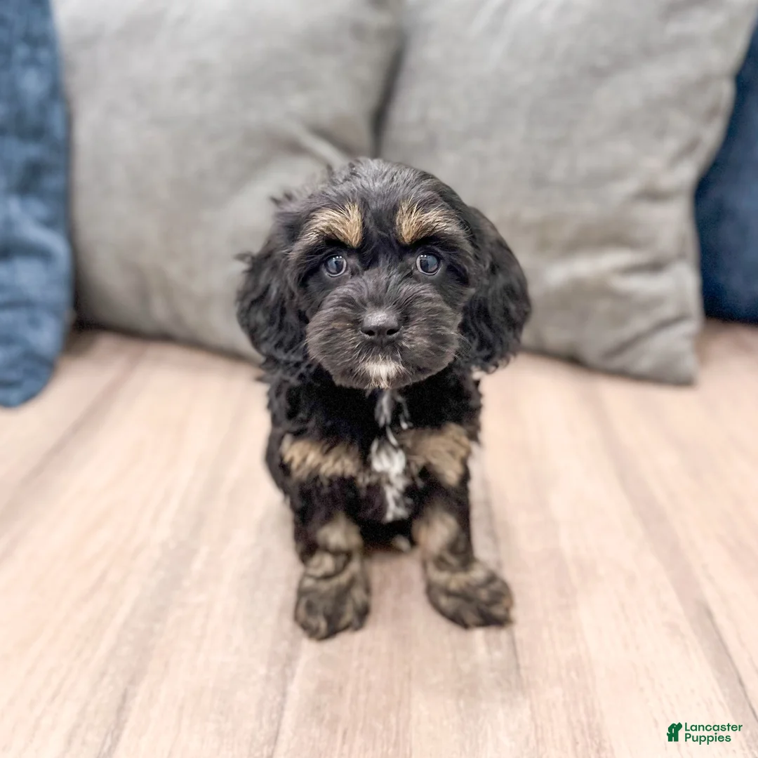 Cockapoo dogs for sale: Millie - Ad 1