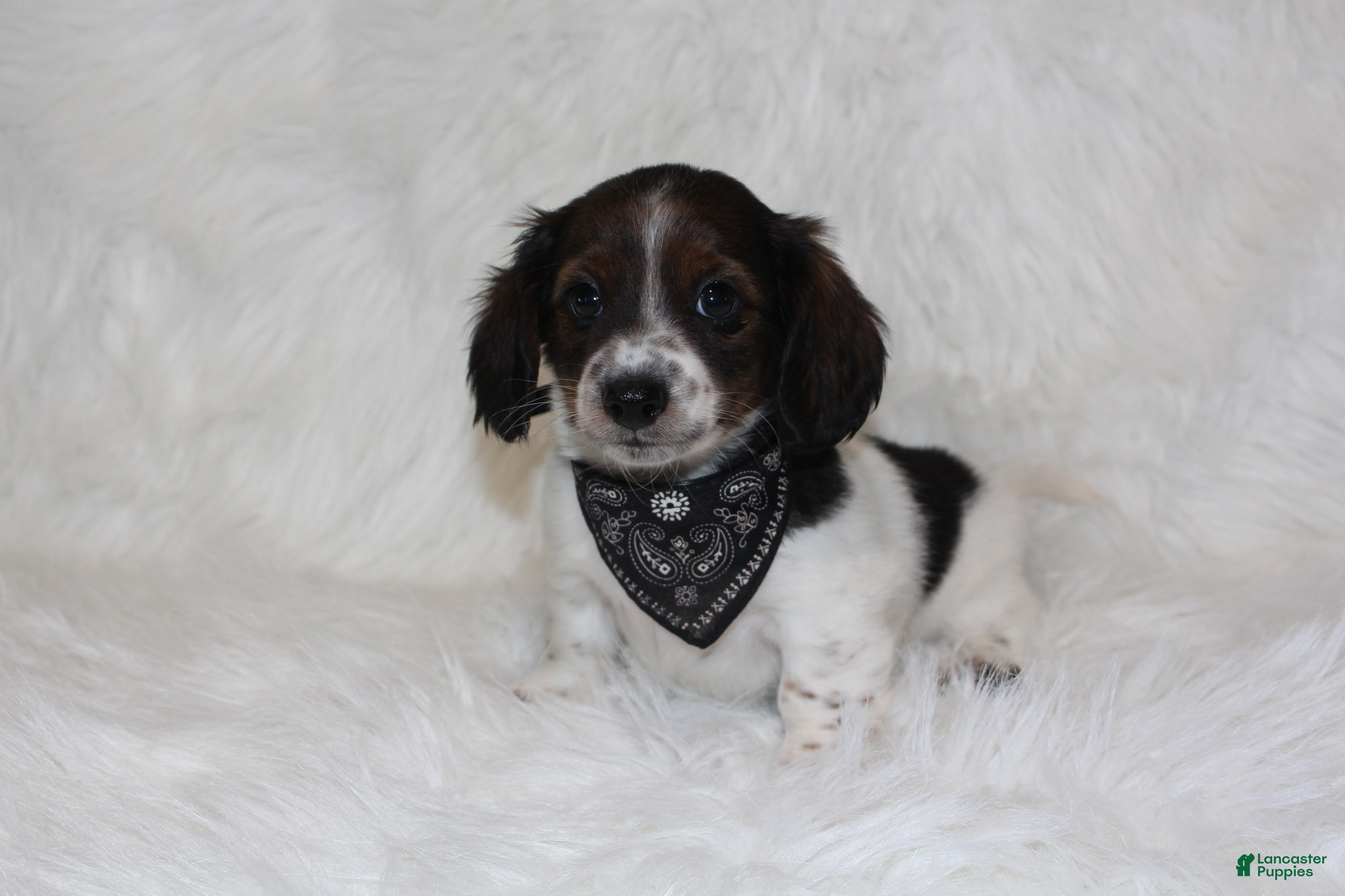 Miniature Dachshund dogs Max - Ad 1