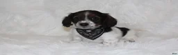 Miniature Dachshund dogs for sale: Max - Ad 1