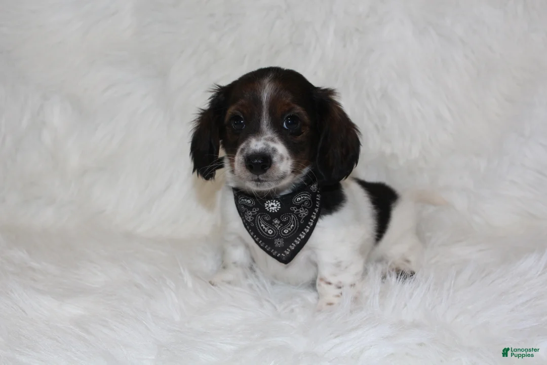 Miniature Dachshund dogs for sale: Max - Ad 1