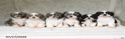 Shih Tzu dogs for sale: Quay - Ad 3