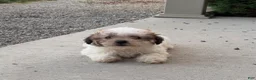 Teddy Bear dogs for sale: Remi - Ad 3