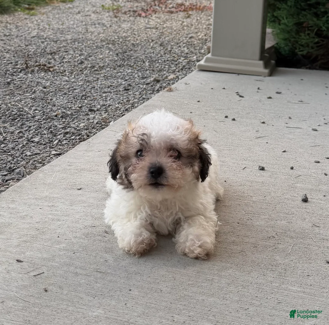 Teddy Bear dogs for sale: Remi - Ad 3