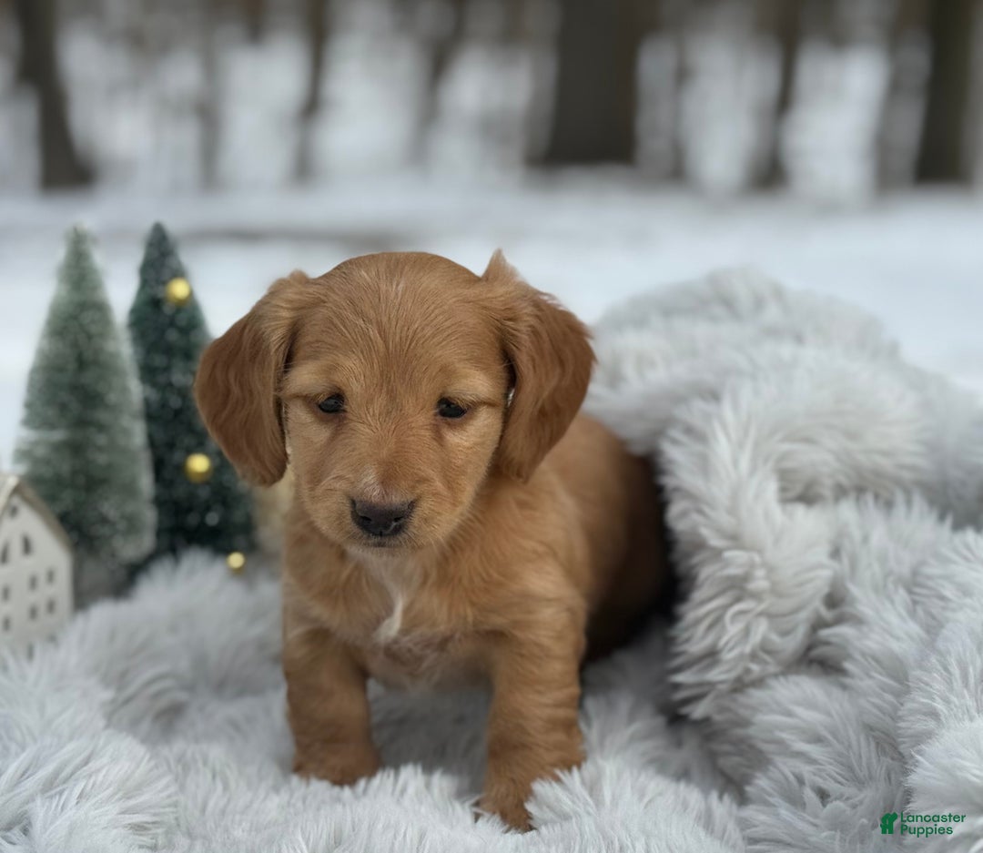 Miniature Dachshund dogs for sale: Holly - Ad 4