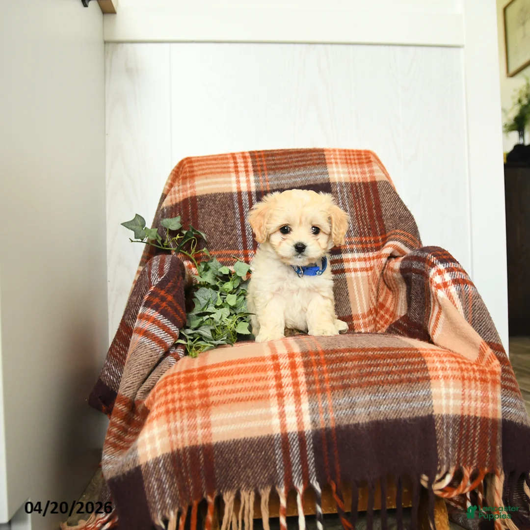 Cavachon dogs for sale: Keith - Ad 1