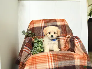 Cavachon dogs for sale: Keith - Ad 3