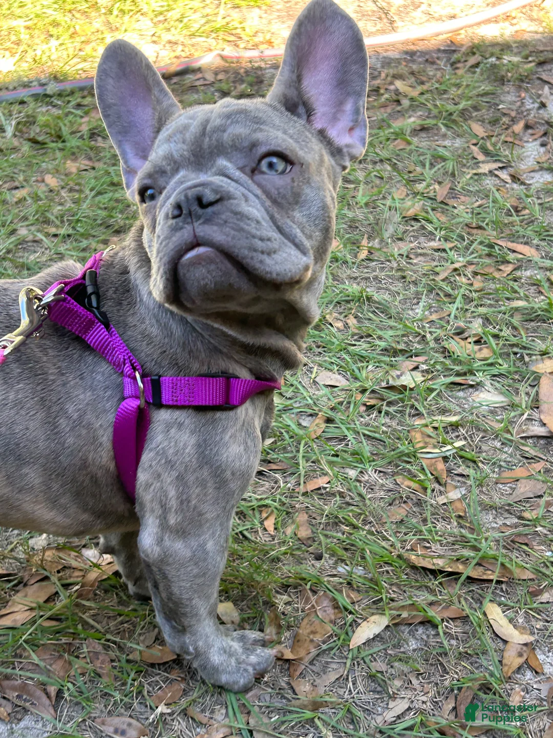 French Bulldog dogs for sale: Sadie  - Ad 2
