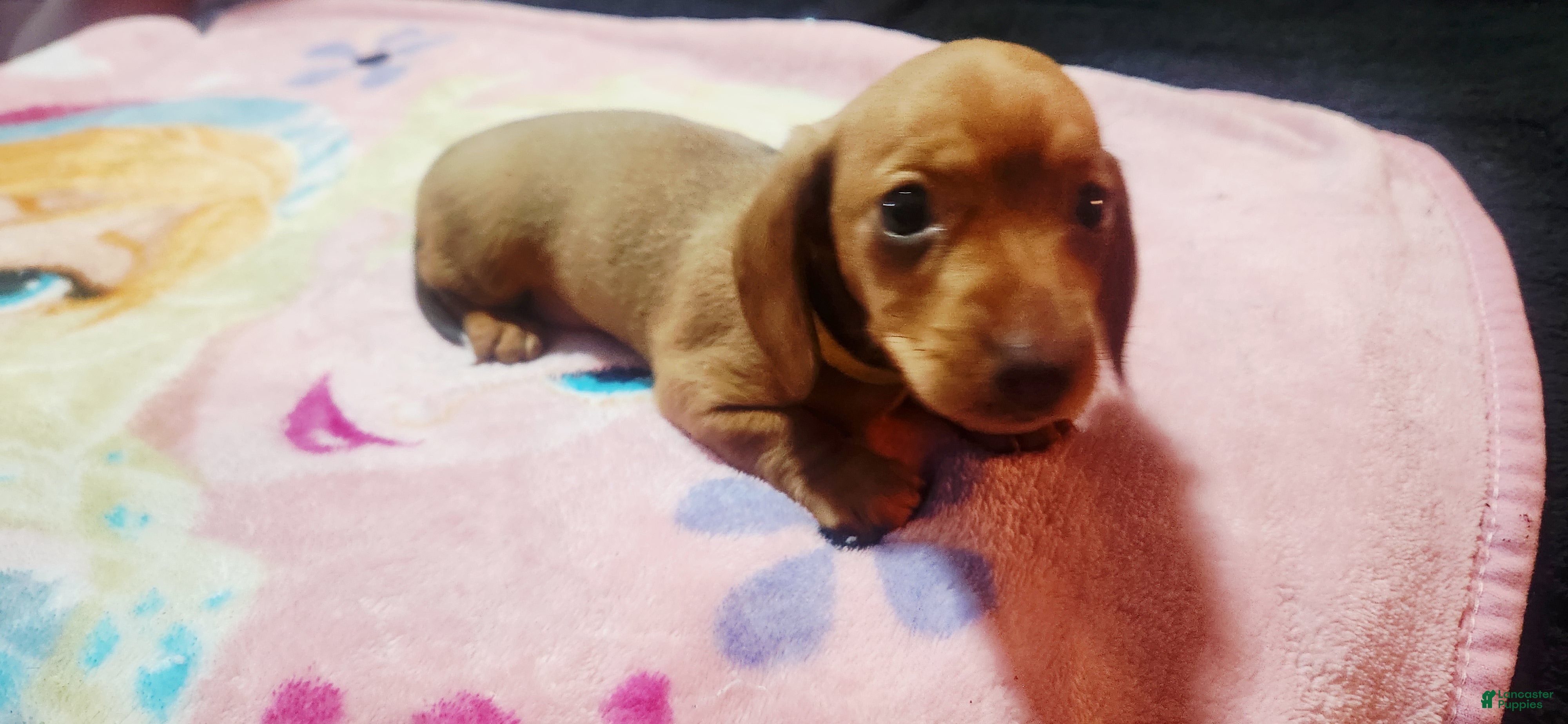 Dachshund dogs for sale: Dachshund Puppy Yellow - Ad 2