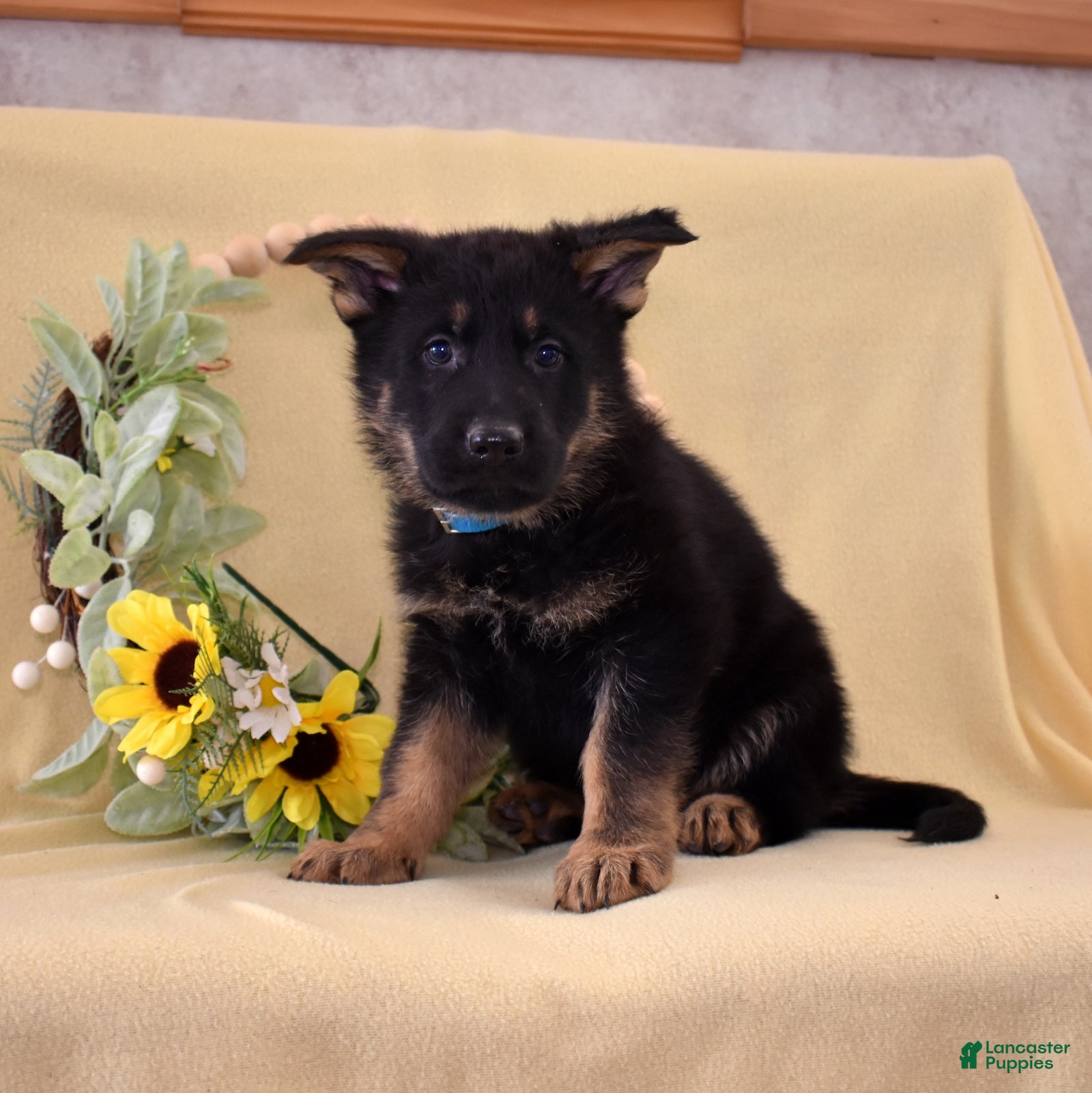 German Shepherd dogs Smokey - Ad 1