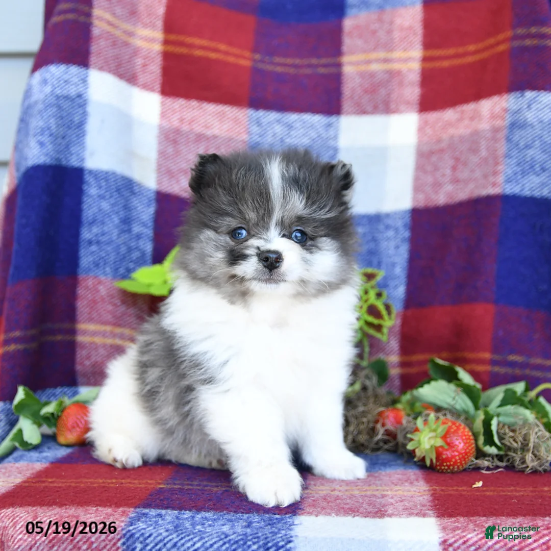 Pomeranian dogs for sale: Fiddle - Ad 1