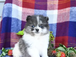 Pomeranian dogs for sale: Fiddle - Ad 4