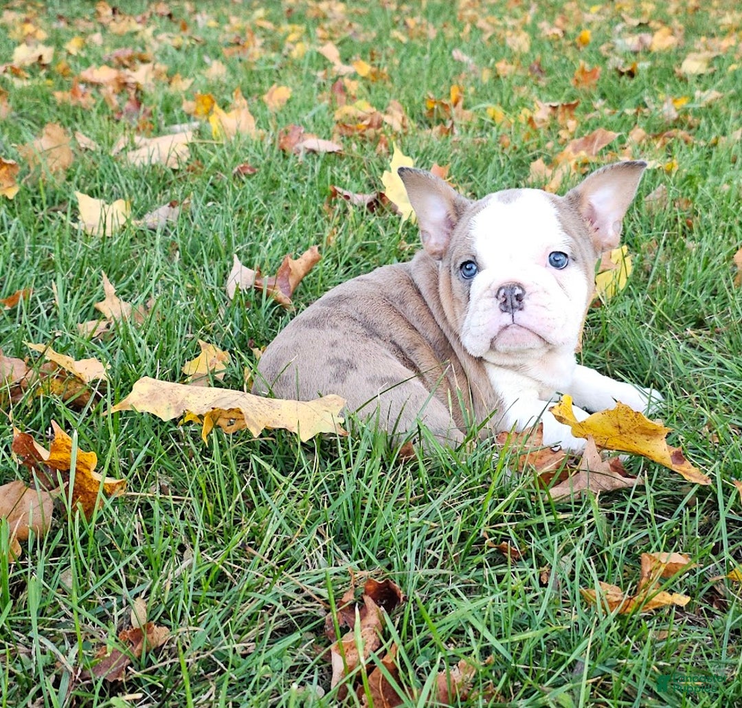 Mixed Breed dogs for sale: MOON STAR -MINI - Ad 2