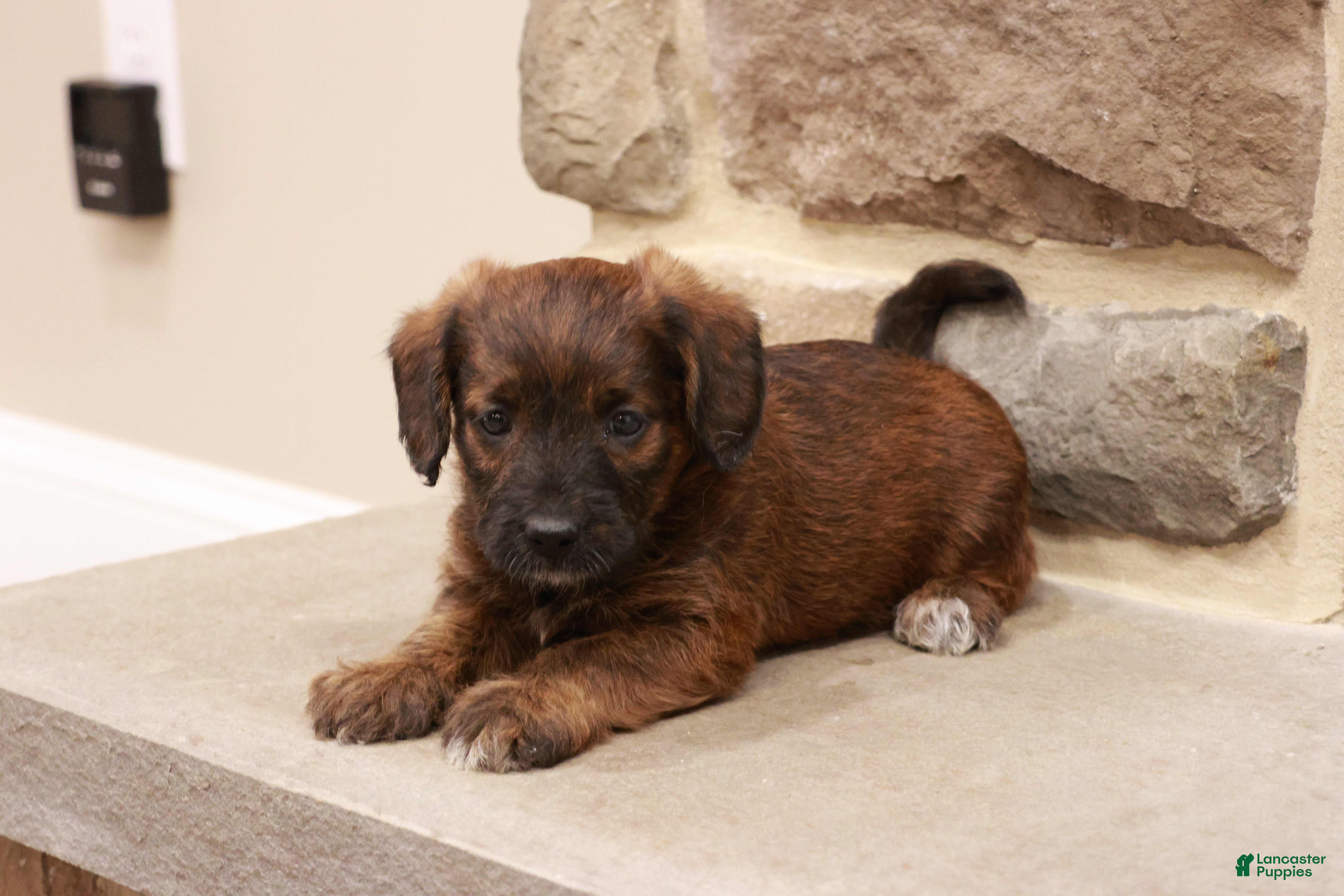 Jackapoo dogs Jesse - Ad 1