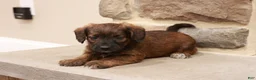 Jackapoo dogs for sale: Jesse - Ad 1