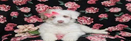Mini Bernedoodle dogs for sale: Becca Hypoallergenic  - Ad 5