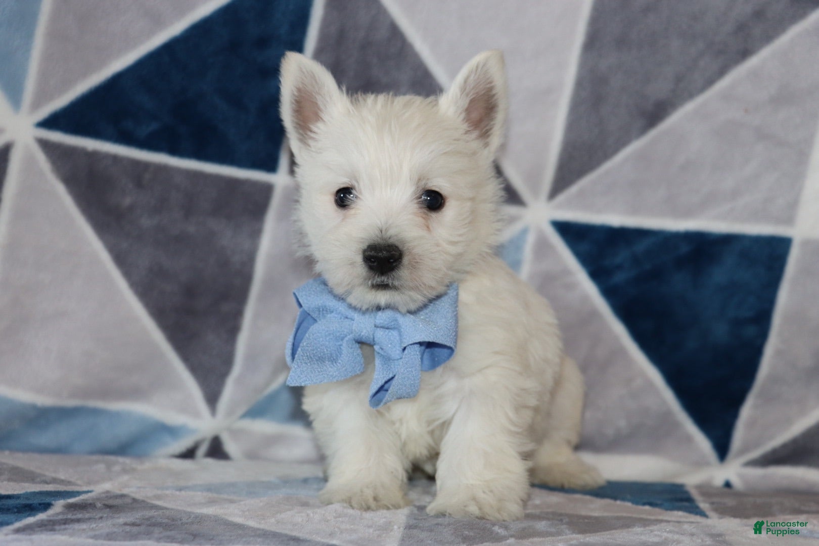 West Highland Terrier dogs Paulus - Ad 1