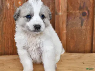 Mixed Breed dogs Stella - Ad 16