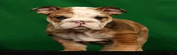 English Bulldog dogs for sale: Diesel - Ad 5