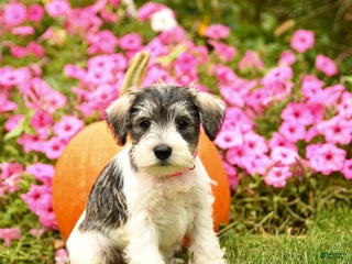 Miniature Schnauzer dogs - Ad 41