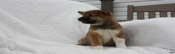 Shiba Inu dogs for sale: Karis - Ad 5