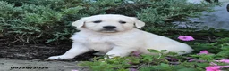 Golden Retriever dogs for sale: Dahlia - Ad 3