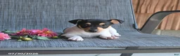 Toy Fox Terrier dogs for sale: Chad - Ad 3